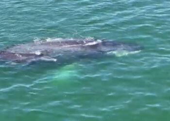 Marina en coadyuvancia con PROFEPA apoya a ballena que parió en Zihuatanejo 