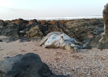 Aparece tortuga marina muerta en la playa de Troncones