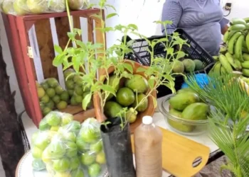 Campesinos  con  Sembrando Vida venden sus productos  a hoteles