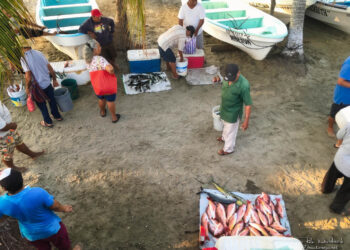 Pescadores de Zihuatanejo aumentan precios del pescado por baja captura