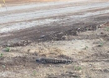 Avistan escorpión negro o lagarto enchaquirado en Troncones y La Unión