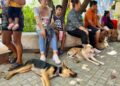 Cumplen meta de 180 esterilizaciones en jornada de dos días en Zihuatanejo