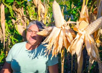 Personal de Sagadegro supervisa parcelas de productores de maíz en Ahuacuotzingo