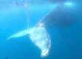 Alerta por cría de ballena enredada en red de pesca cerca de Playa Larga