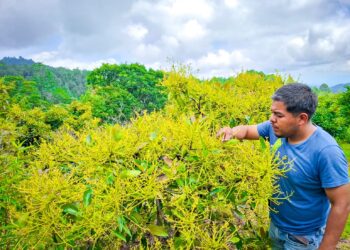La Sagadegro mantiene en la Sierra acciones de monitoreo en la producción de aguacate