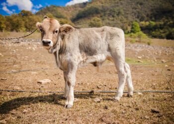 En Guerrero comienzan las primeras nacencias de ganado por inseminación artificial
