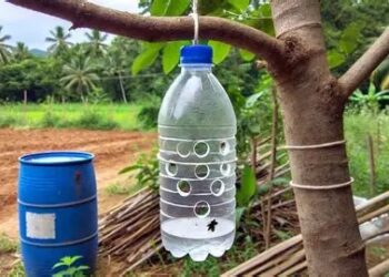 Chocan ganaderos de la sierra con estrategia de Sembrando Vida para atacar al gusano