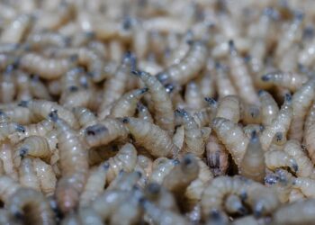 En Guerrero se intensifica el combate al gusano barrenador se dispersan más de 96 millones de moscas estériles para su control 