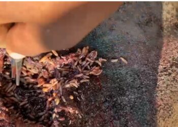 Ganaderos de la sierra poniente de Zihuatanejo denuncian fuerte afectación por gusano barrenador y falta de apoyo oficial