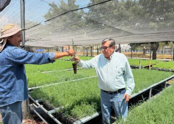 Fortalecen en Guerrero la producción de planta rumbo al ciclo de lluvias