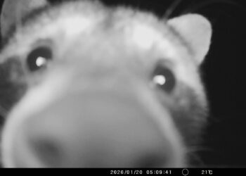 Cámaras trampa registran fauna silvestre en Parque Estatal El Limón