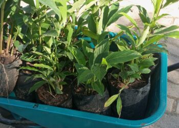 Parque Papagayo prepara megaoperativo de limpieza y reforestación con plantas de ornato