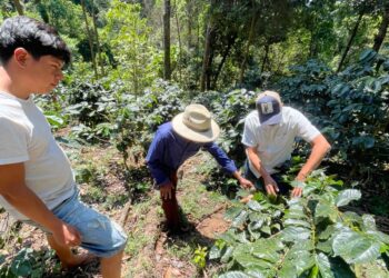 La Sagadegro capacita a cafeticultores de la sierra guerrerense