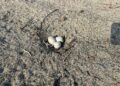 Llaman a proteger la anidación del charrán mínimo en Playa Linda