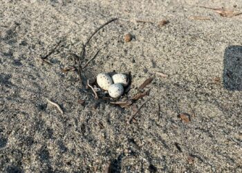 Llaman a proteger la anidación del charrán mínimo en Playa Linda