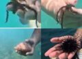 Fin de semana largo “fue fatal” para el ecosistema marino de la Isla de Ixtapa: ambientalista