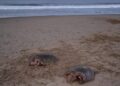Aparecen 3 tortugas mutiladas en playa Blanca