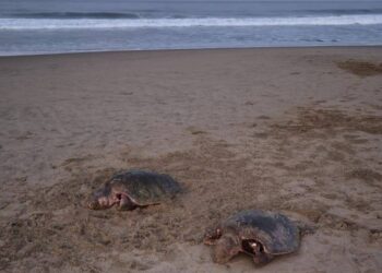 Aparecen 3 tortugas mutiladas en playa Blanca