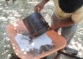 SAGADEGRO capacita a productores de limón de Acapulco sobre control de plagas