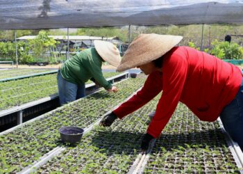Con la producción de 300 mil plantas fortalecen las acciones de reforestación en Guerrero