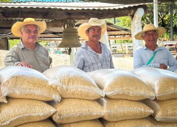 SAGADEGRO y Federación entregan maíz grano y semilla mejorada en Olinalá