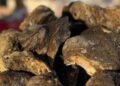 Ostión, tiburón y raya, entre las especies con veda vigente en Guerrero