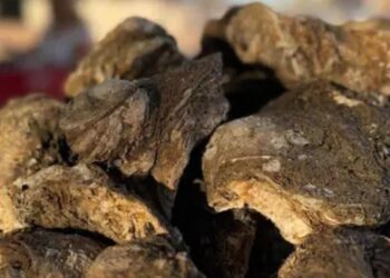 Ostión, tiburón y raya, entre las especies con veda vigente en Guerrero