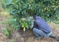 Guerrero fortalece la producción de aguacate con asistencia técnica especializada en la región Sierra