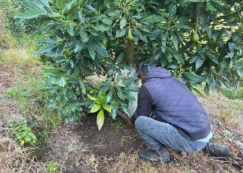 Guerrero fortalece la producción de aguacate con asistencia técnica especializada en la región Sierra