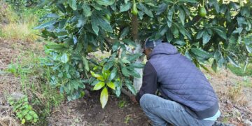 Guerrero fortalece la producción de aguacate con asistencia técnica especializada en la región Sierra