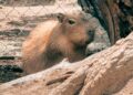 Zoochilpan da la bienvenida a “Capirucha”, la nueva integrante de la familia