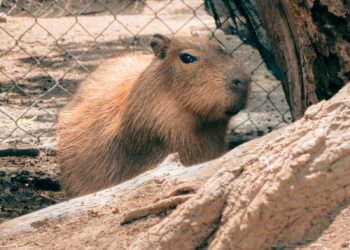 Zoochilpan da la bienvenida a “Capirucha”, la nueva integrante de la familia