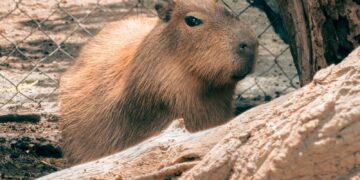 Zoochilpan da la bienvenida a “Capirucha”, la nueva integrante de la familia