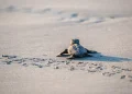 PLAYA BLANCA Y PLAYA LARGA, CON MÁS CASOS DE DEPREDACIÓN DE TORTUGAS
