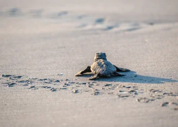 PLAYA BLANCA Y PLAYA LARGA, CON MÁS CASOS DE DEPREDACIÓN DE TORTUGAS