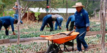Organización y comunidad: el otro fruto de Sembrando Vida en Guerrero