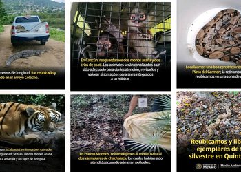 Fortalece el gobierno del estado la coordinación interinstitucional para la atención de incidentes con fauna silvestre