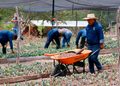 Sembrar, producir y vender: la ruta de los Programas de Bienestar que respaldan al campo y a la pesca en Guerrero